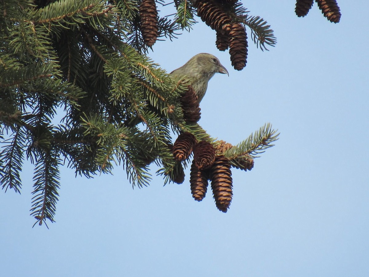 båndkorsnebb - ML644967676