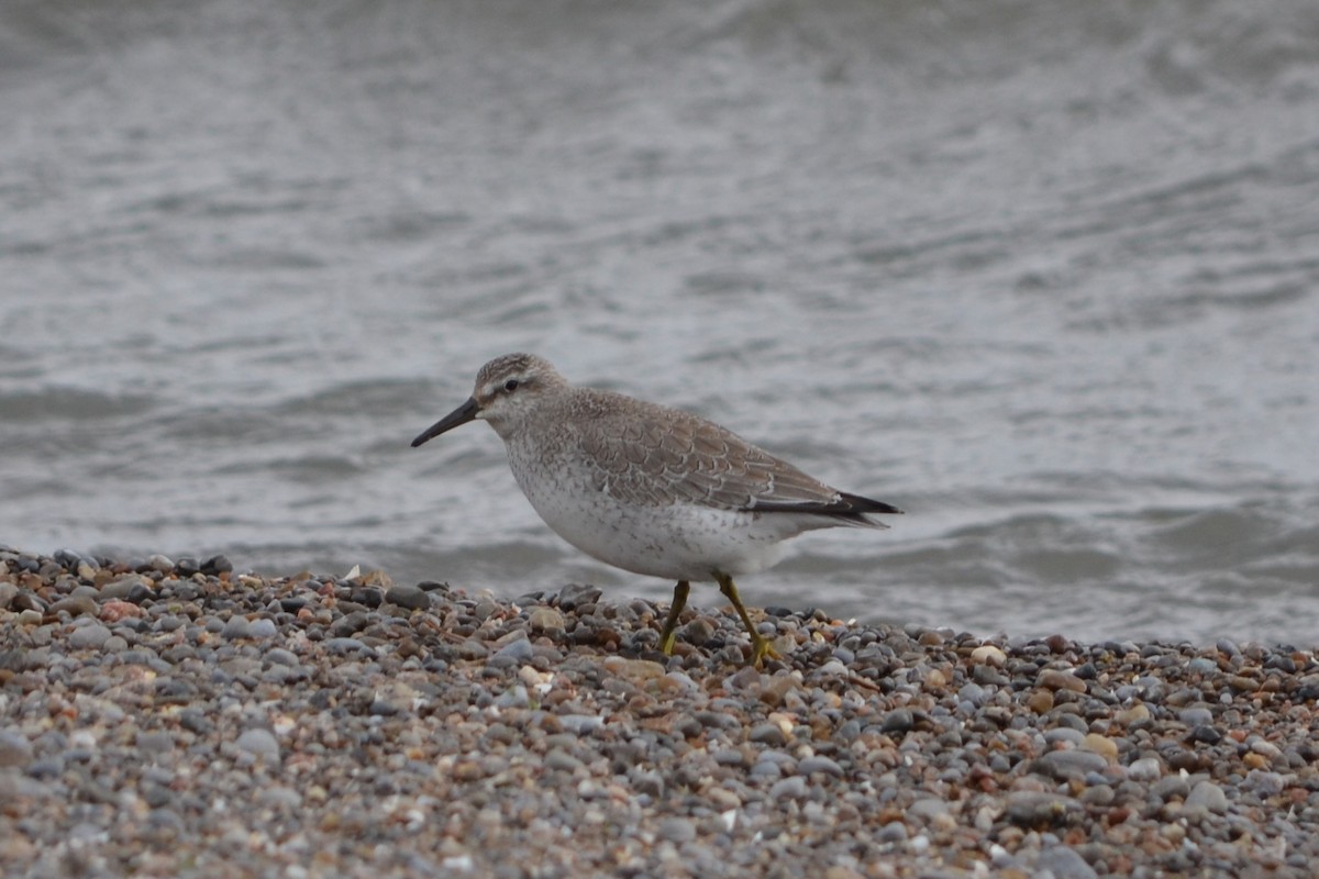 jespák rezavý - ML644967679