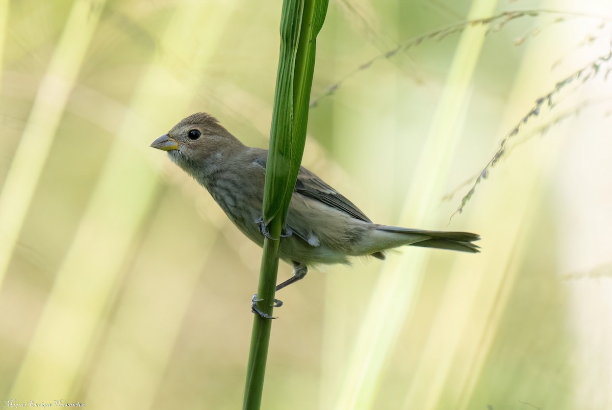 Passerin indigo - ML644967694