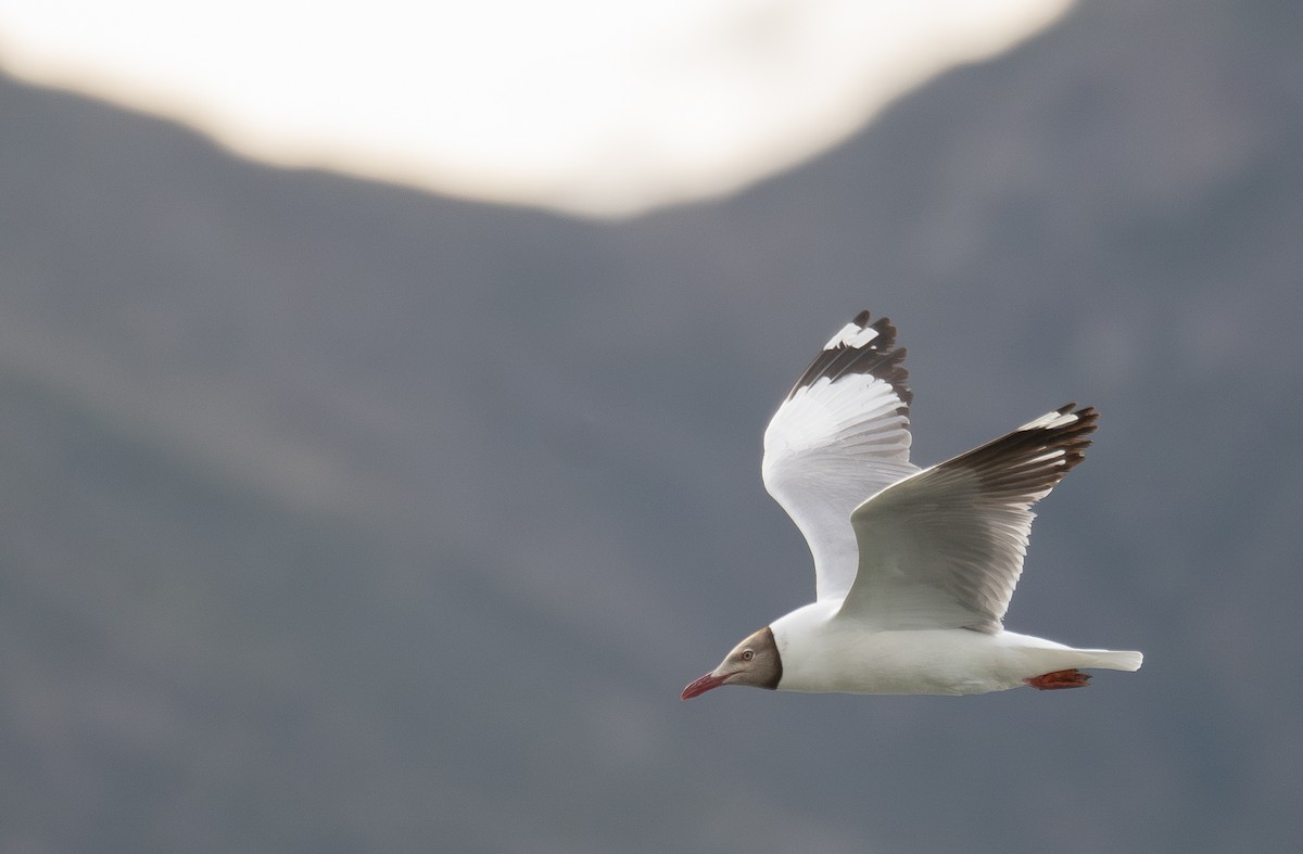 Gaviota Centroasiática - ML644967696
