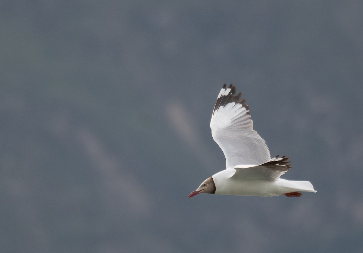 Gaviota Centroasiática - ML644967697