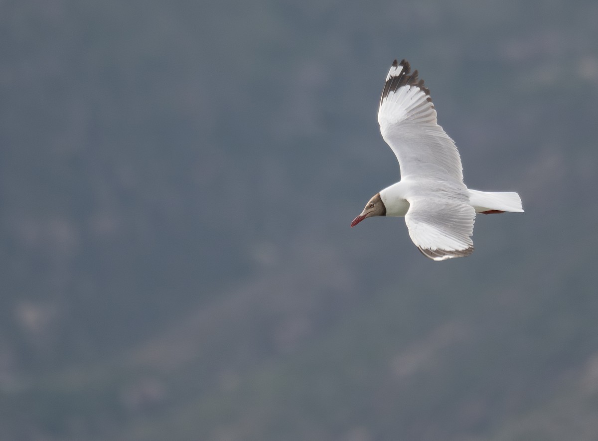 Gaviota Centroasiática - ML644967698