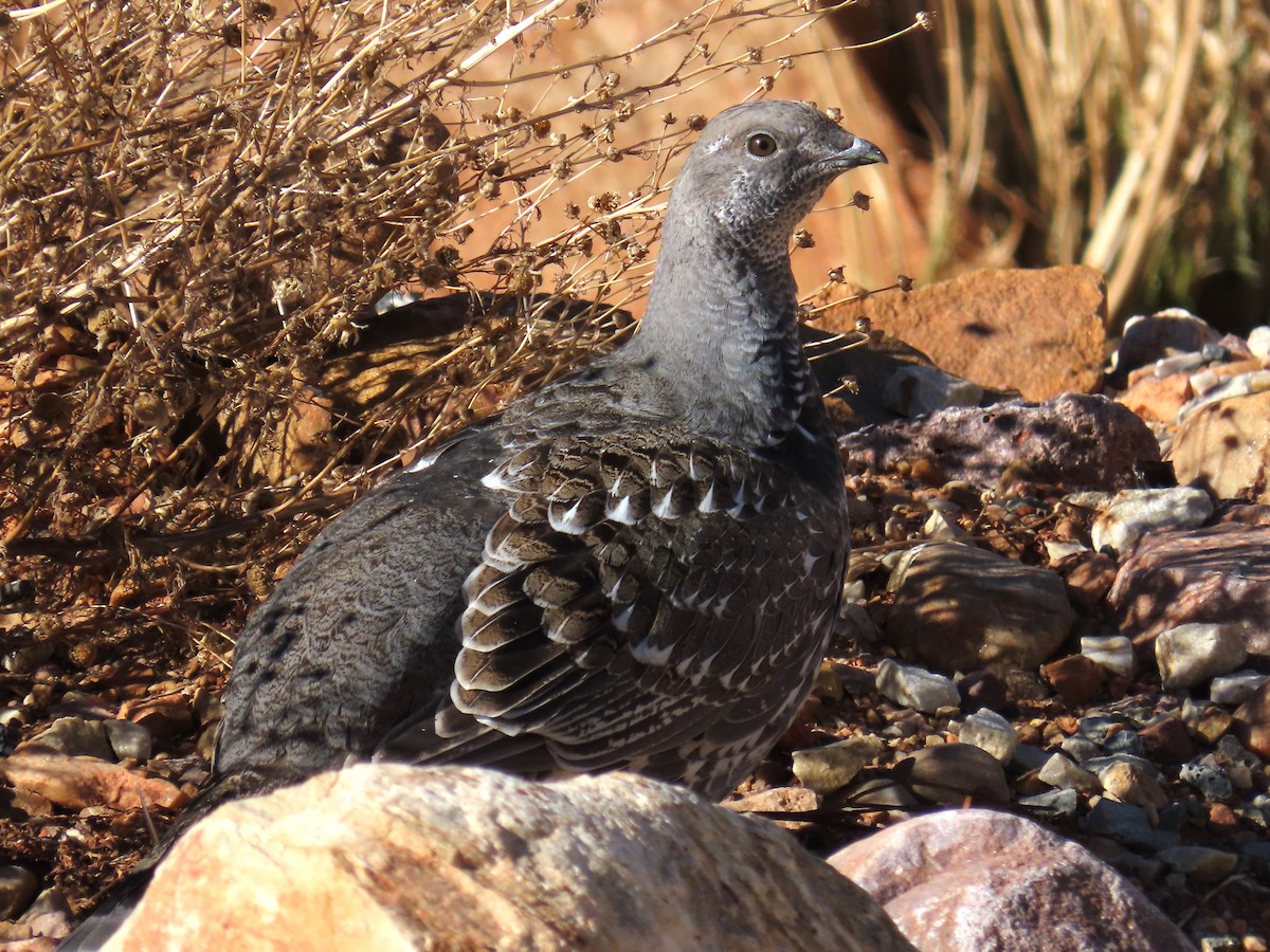 Gallo Oscuro - ML644967768