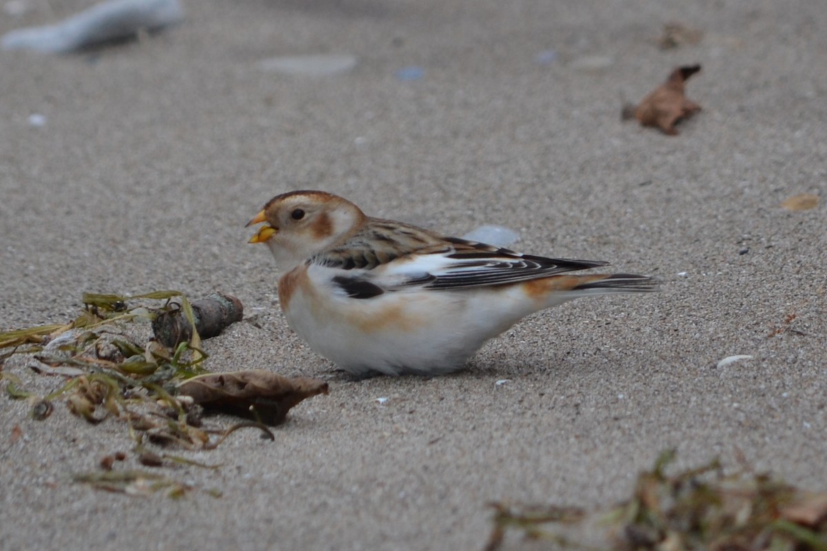 Snow Bunting - ML644967772