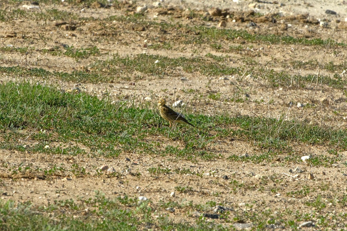 Зосон гүеэт шийхнүүхэй - ML644967775