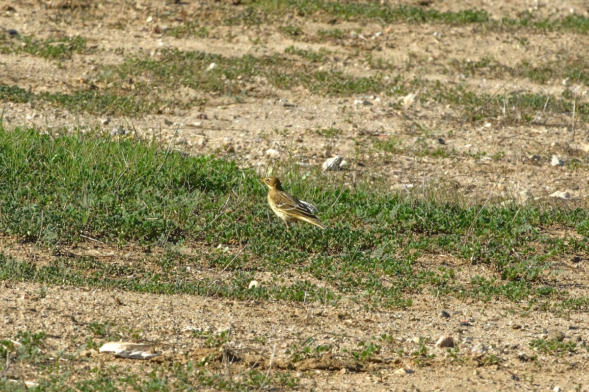 Зосон гүеэт шийхнүүхэй - ML644967776