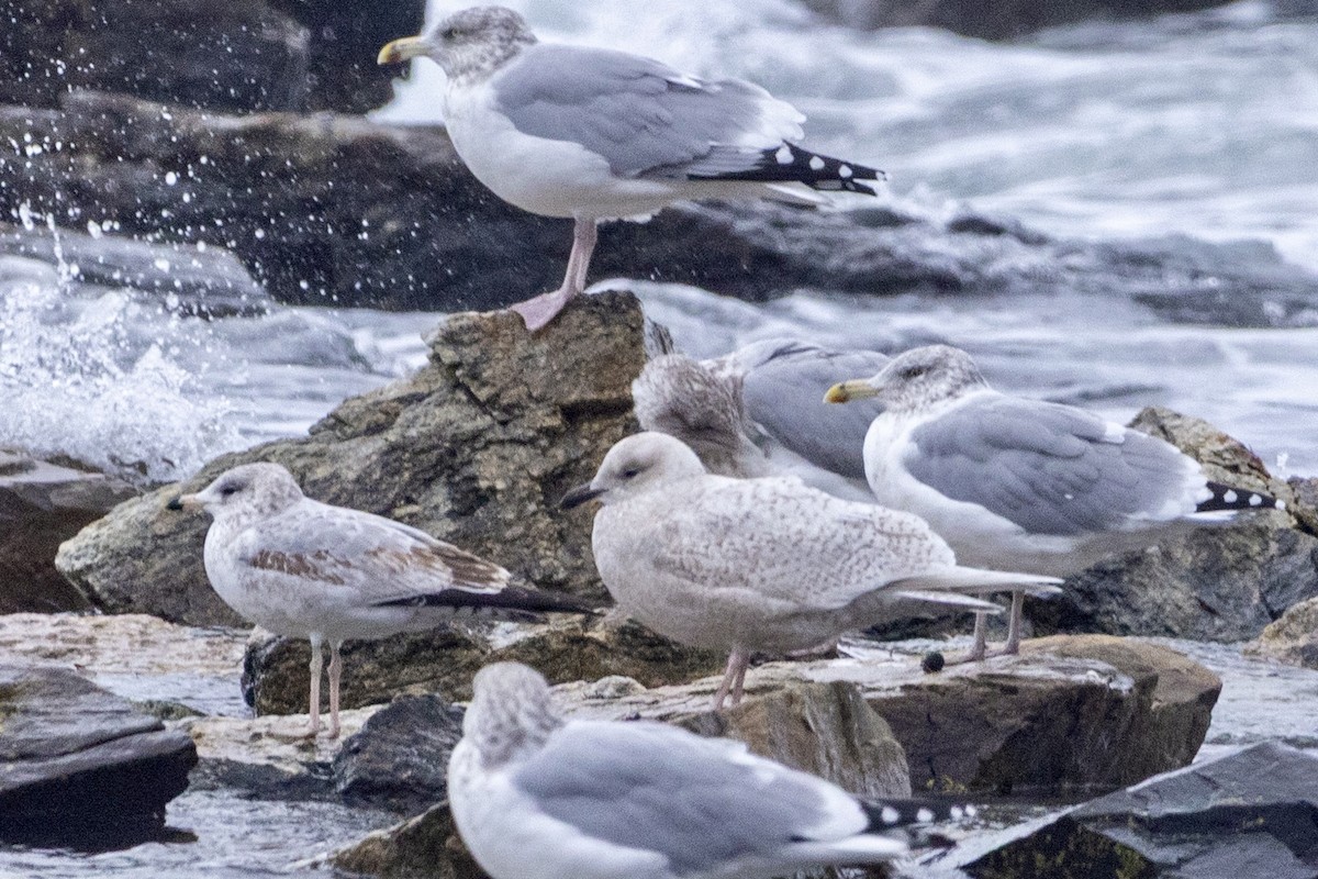 Iceland Gull - ML644967796