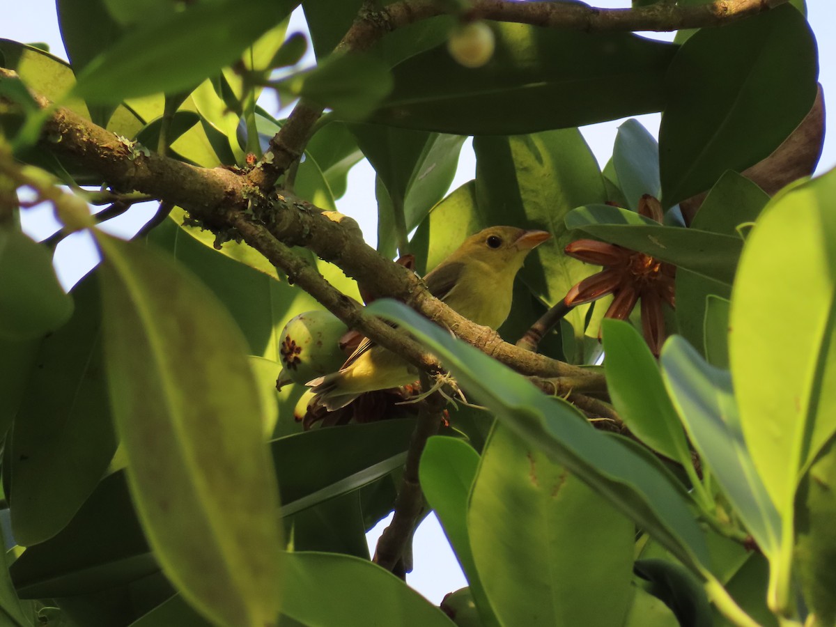 Piranga gorri-beltza - ML644967811