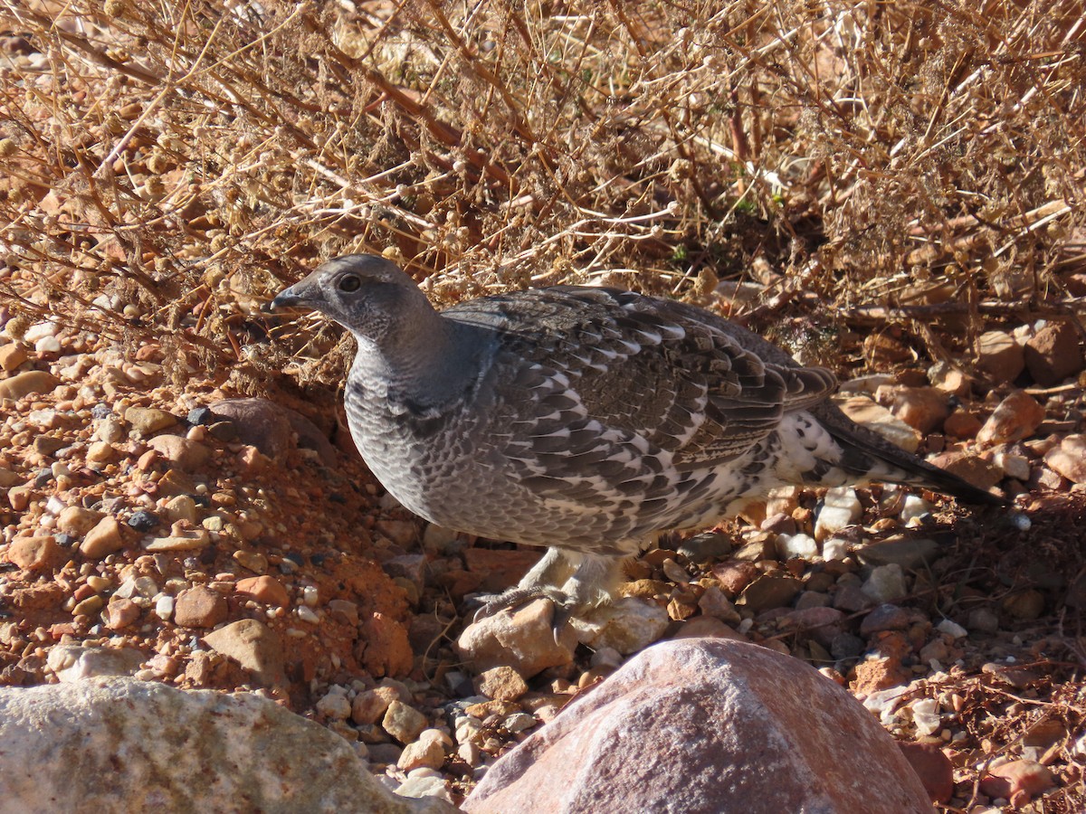 Gallo Oscuro - ML644967823