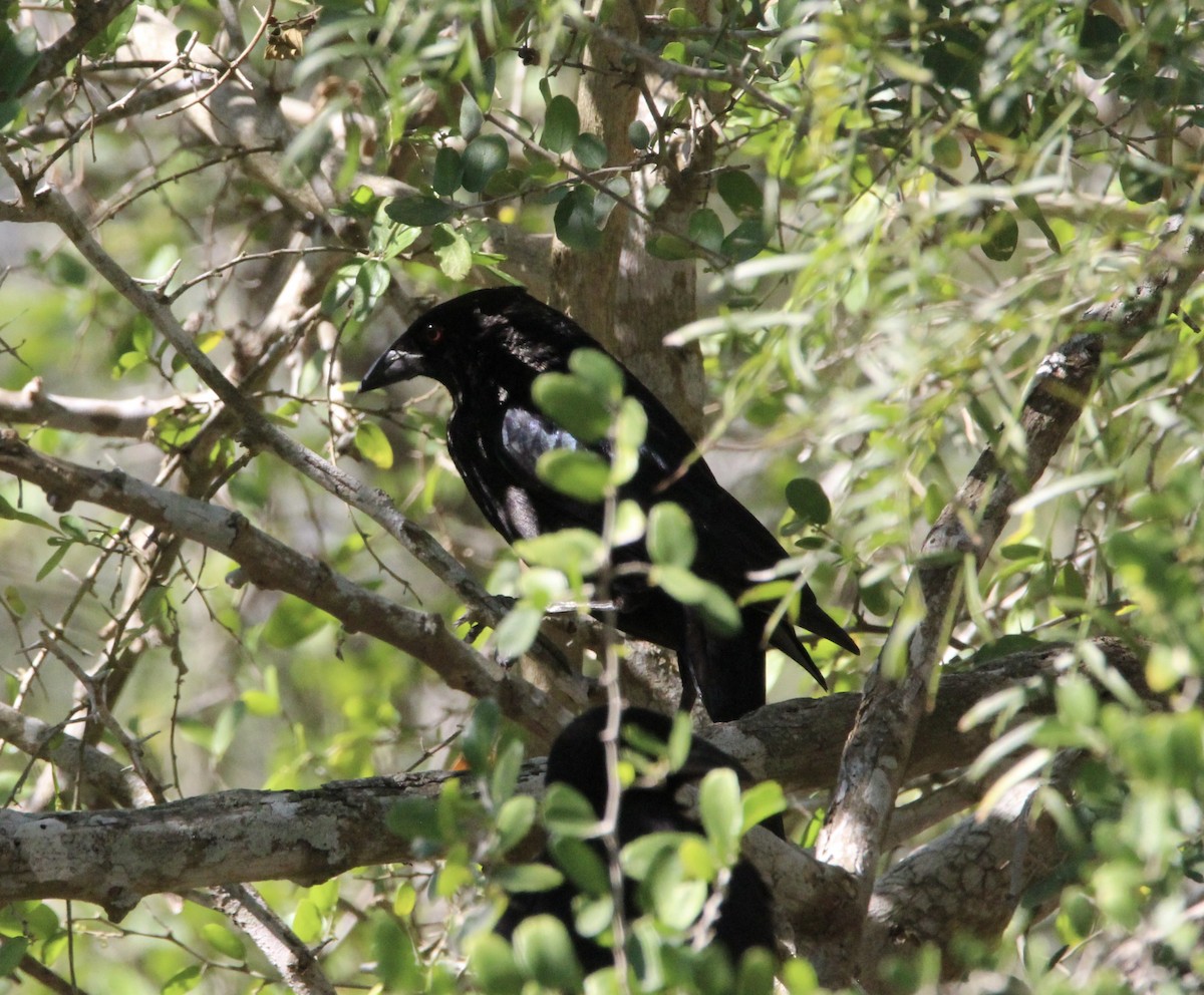 Bronzed Cowbird - ML644967828