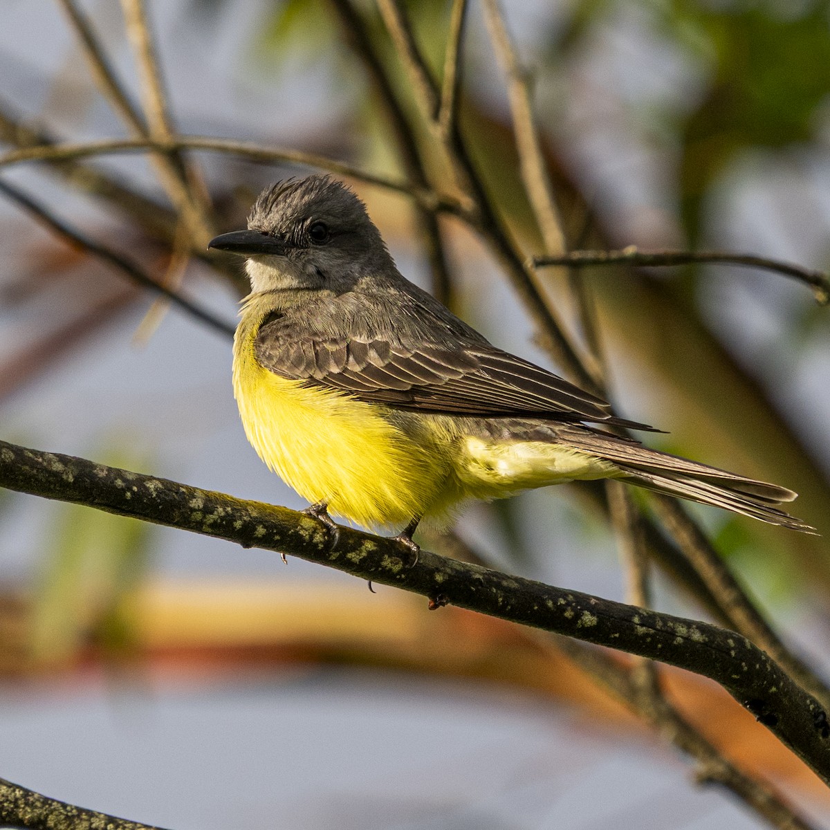 Tropical Kingbird - ML644967829