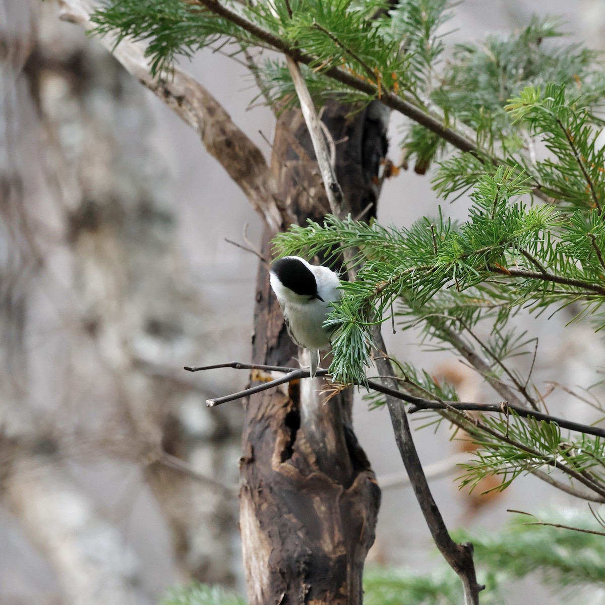 Пухляк - ML644967838