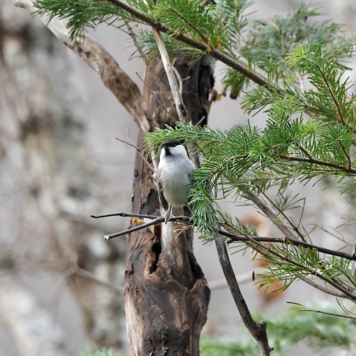 Пухляк - ML644967848