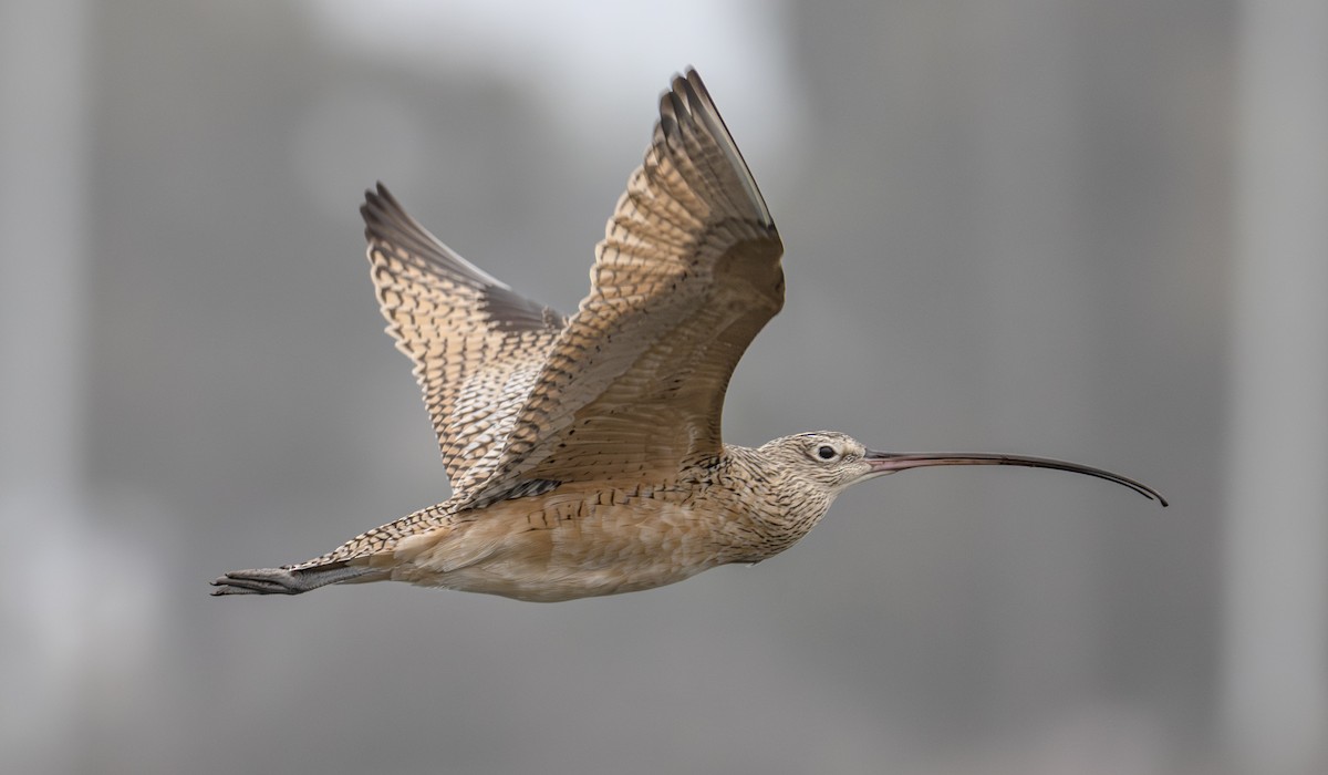 Long-billed Curlew - ML644967853