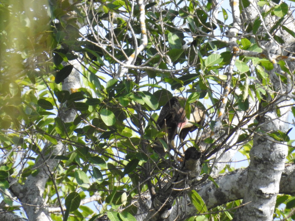 Crested Caracara - ML644967877