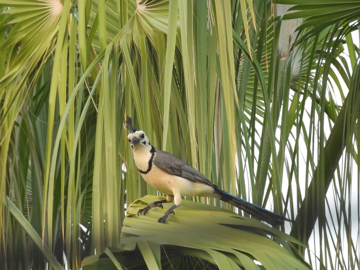 White-throated Magpie-Jay - ML644967900