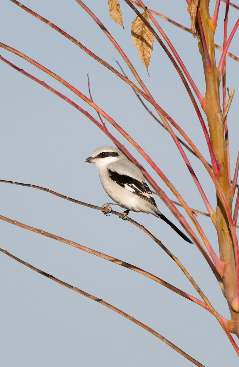 ťuhýk klínoocasý - ML644967910