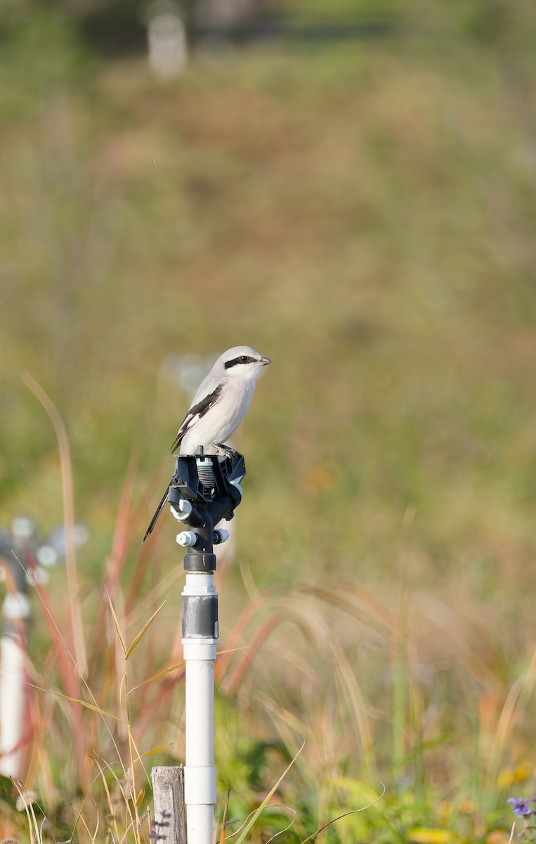 ťuhýk klínoocasý - ML644967911