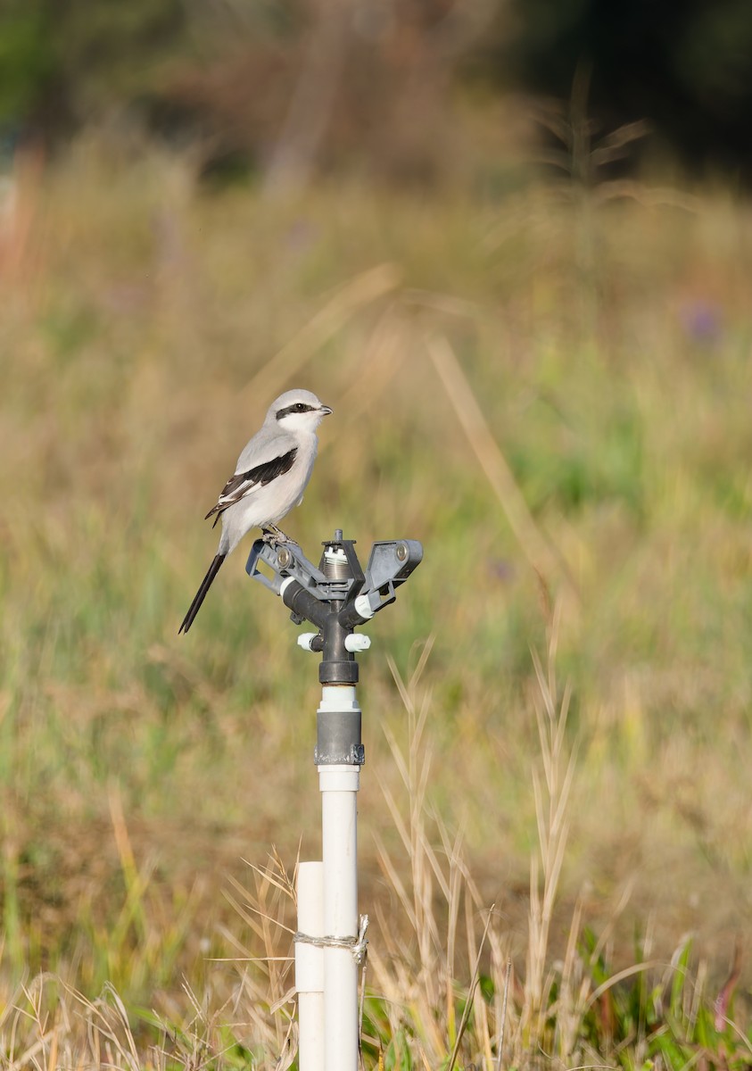 ťuhýk klínoocasý - ML644967912