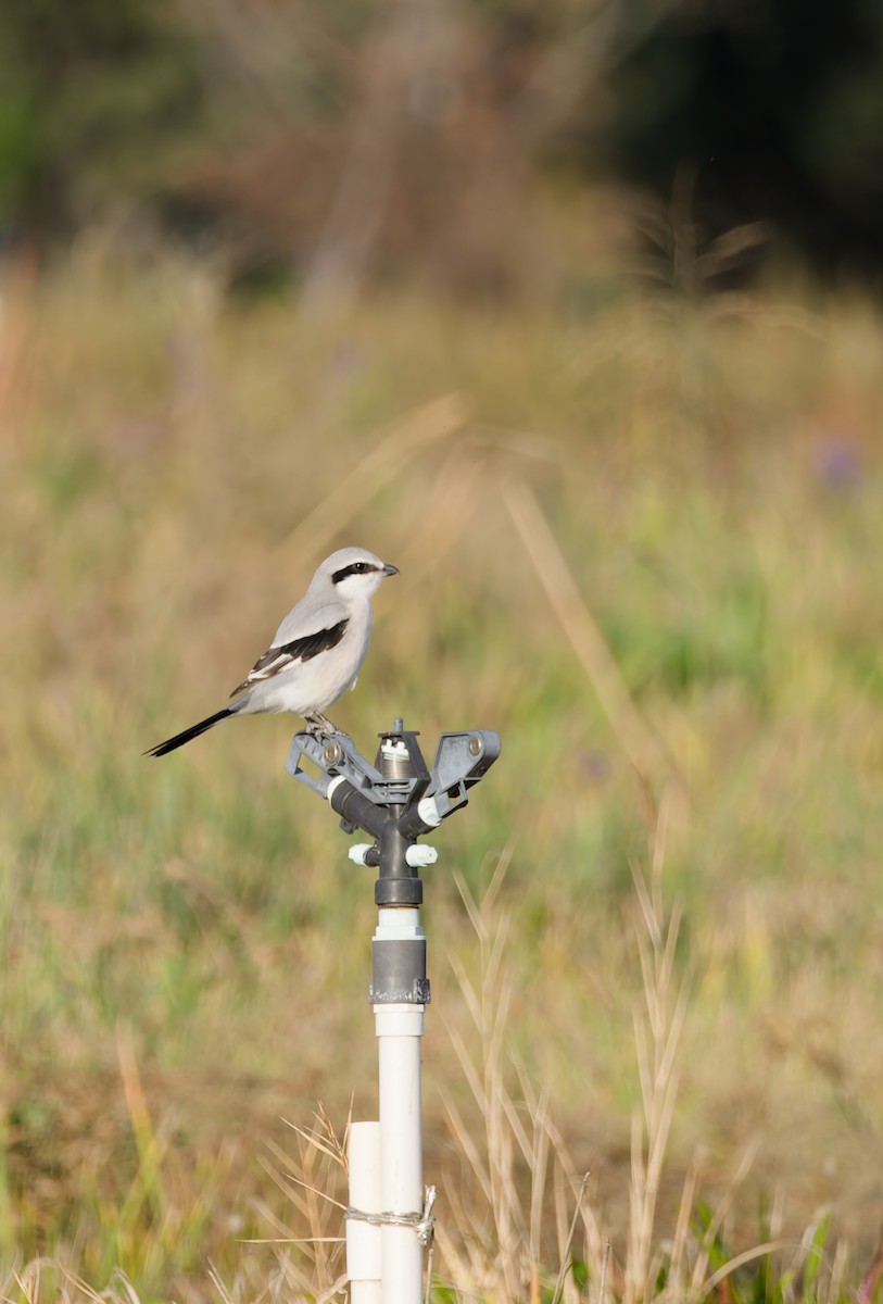 ťuhýk klínoocasý - ML644967913