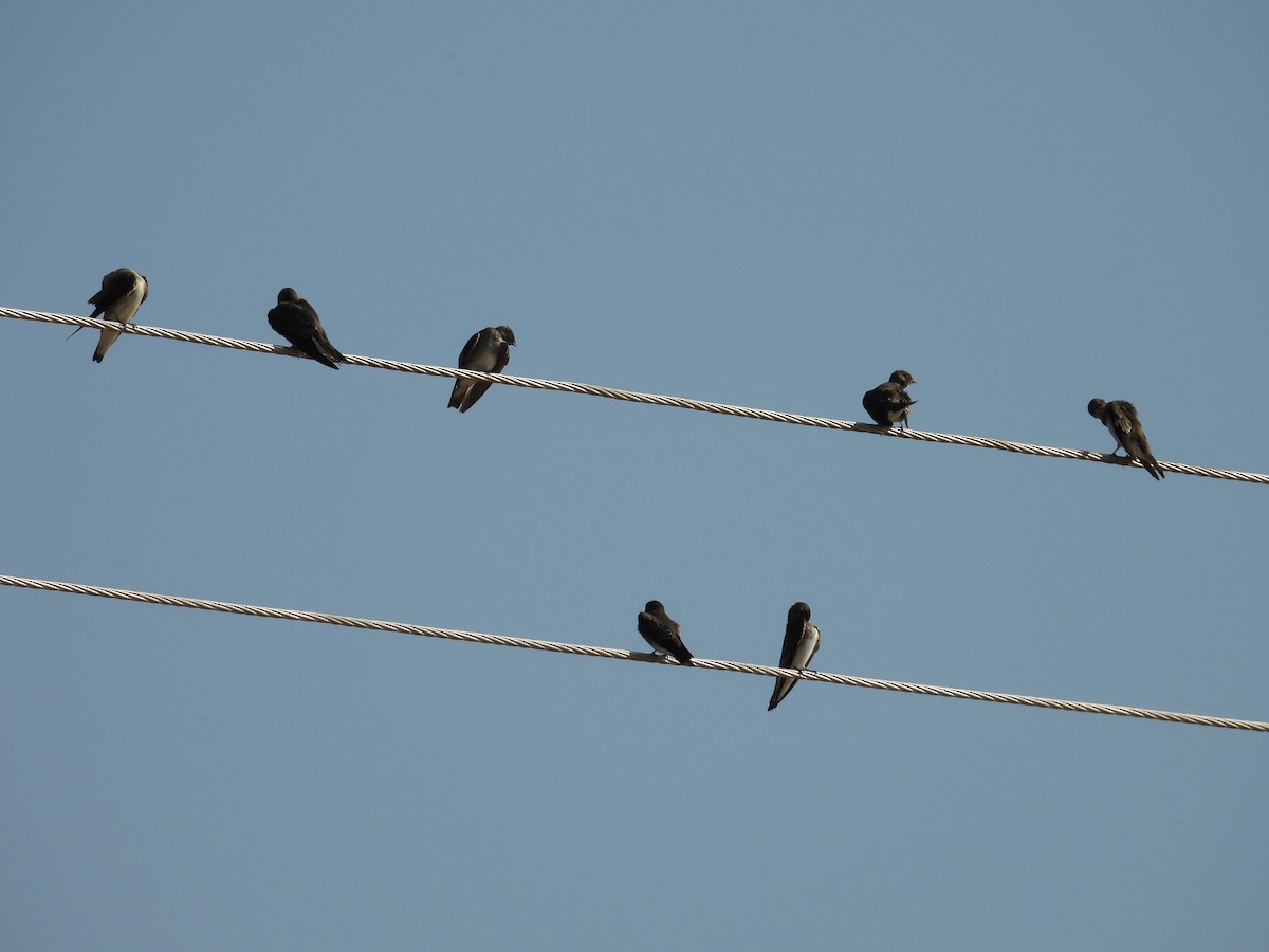Northern Rough-winged Swallow - ML644967915