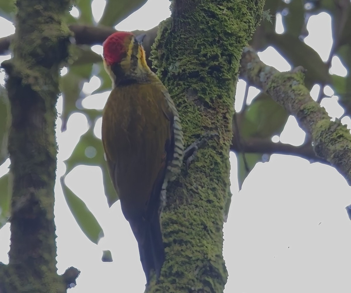 Altın Kaşlı Ağaçkakan - ML644967920