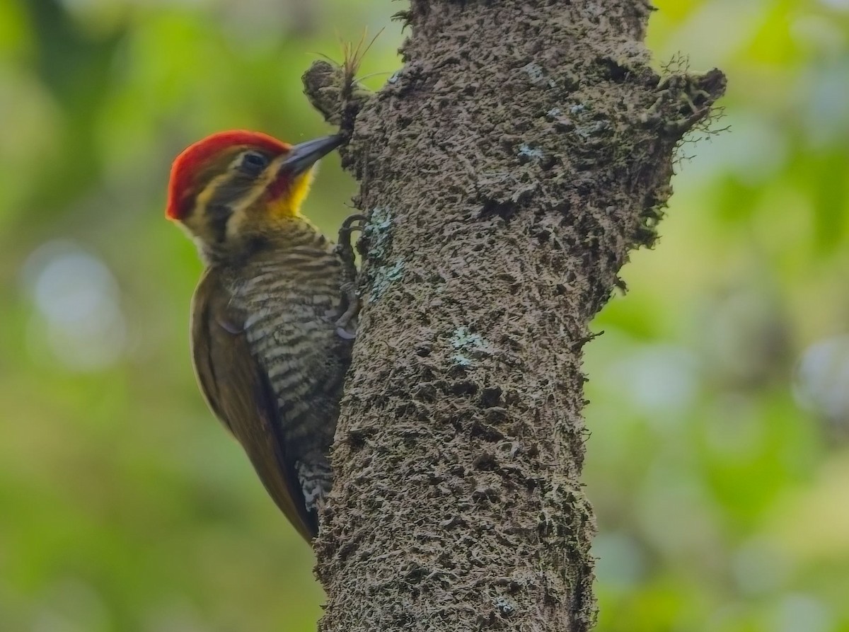 Altın Kaşlı Ağaçkakan - ML644967921