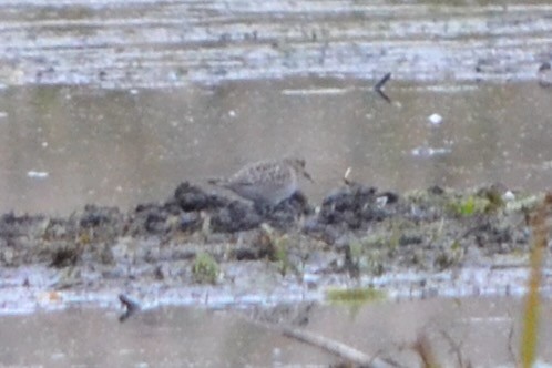 Baird's Sandpiper - ML644967925