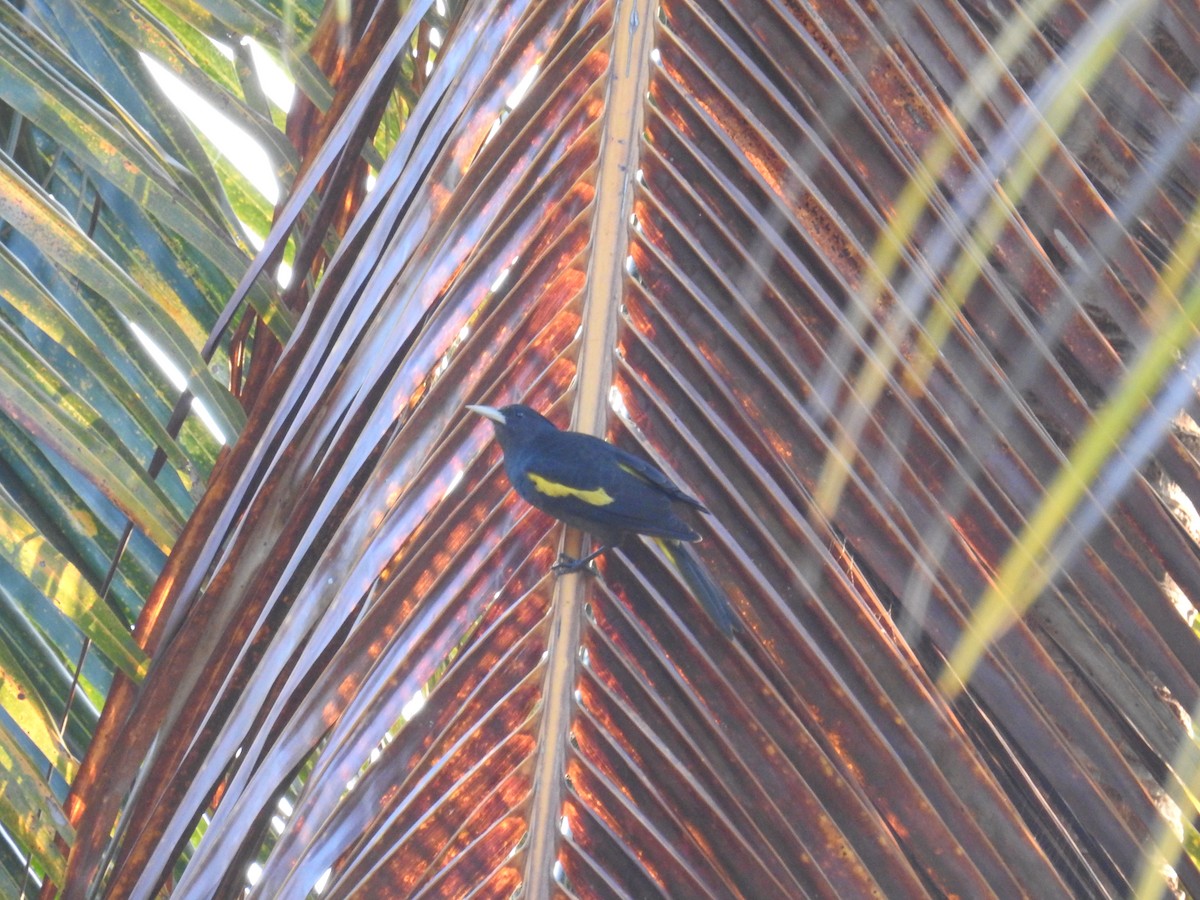 Yellow-winged Cacique - ML644967931