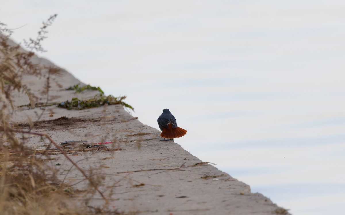 rehek bystřinný - ML644967951