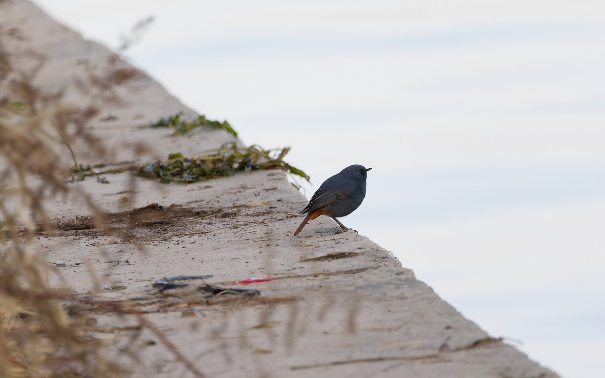 rehek bystřinný - ML644967952