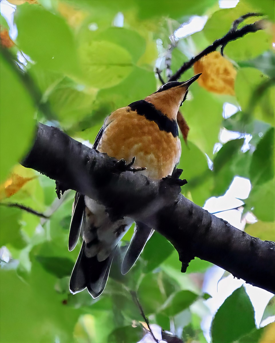 Varied Thrush - Sameer Ajmani