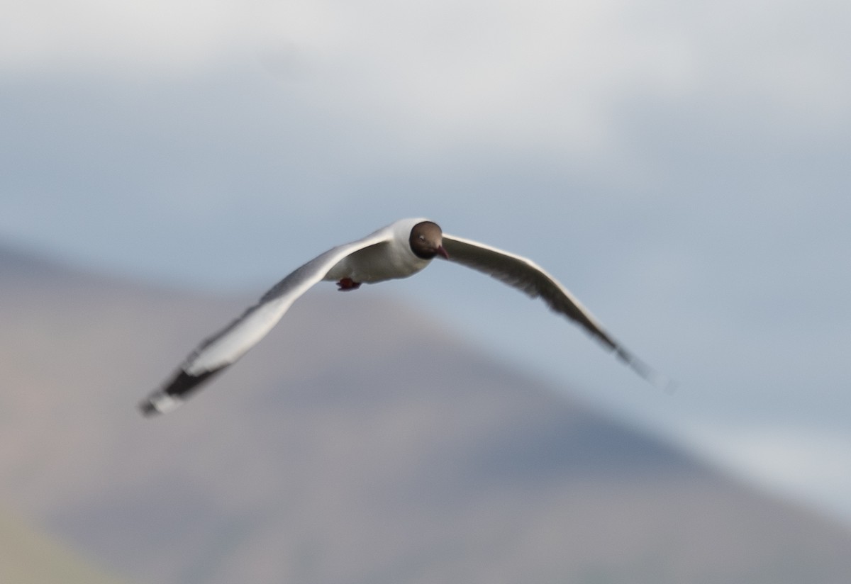 Gaviota Centroasiática - ML644967976