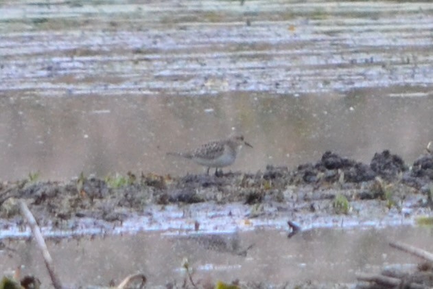 Baird's Sandpiper - ML644967986