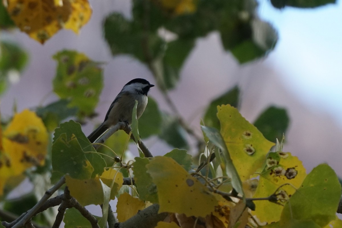 Black-capped Chickadee - ML644967993