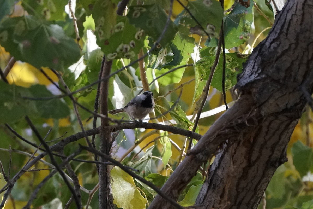 Mountain Chickadee - ML644968016