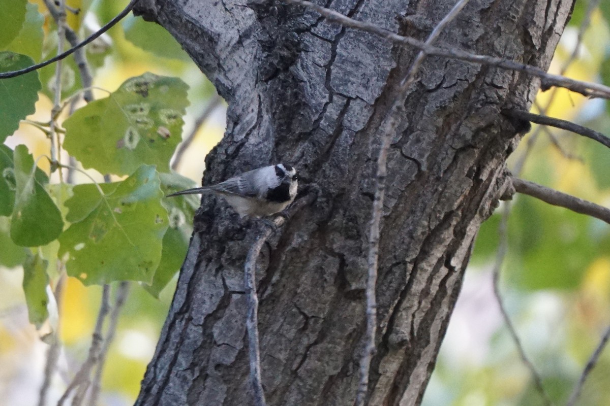 Mountain Chickadee - ML644968017