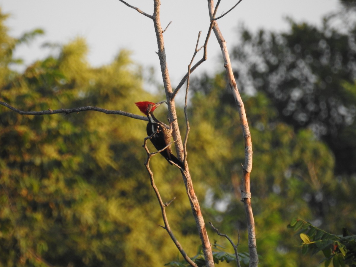 Lineated Woodpecker - ML644968025