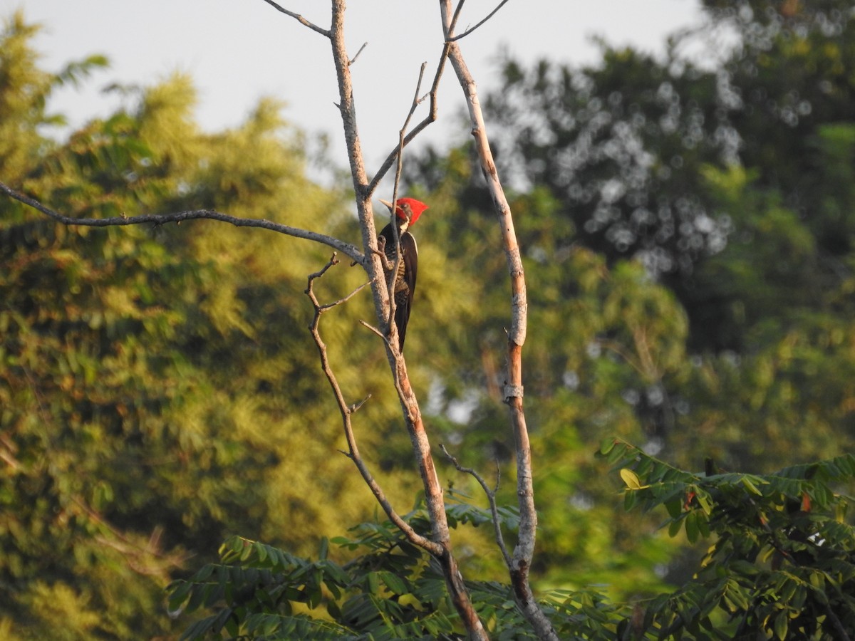 Lineated Woodpecker - ML644968027