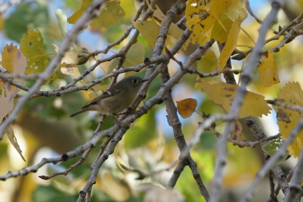 Ruby-crowned Kinglet - ML644968033