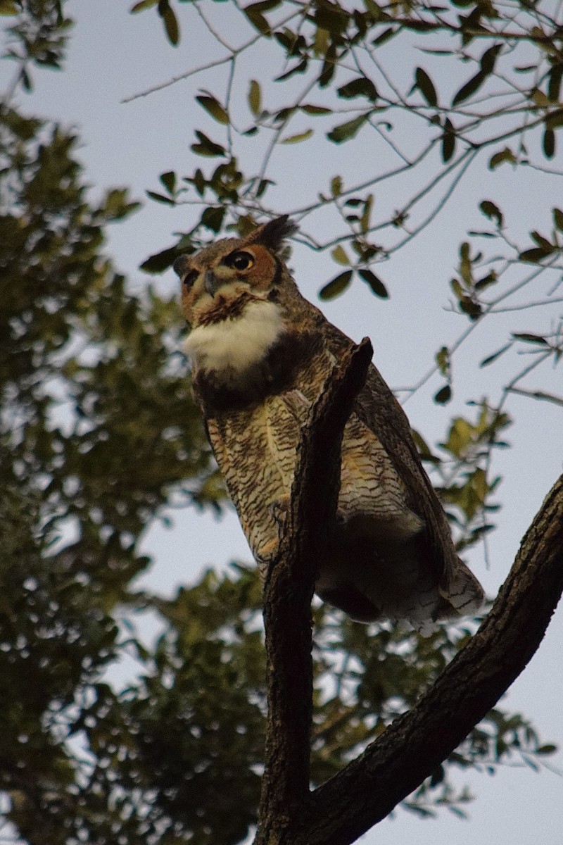 Great Horned Owl - ML644968046
