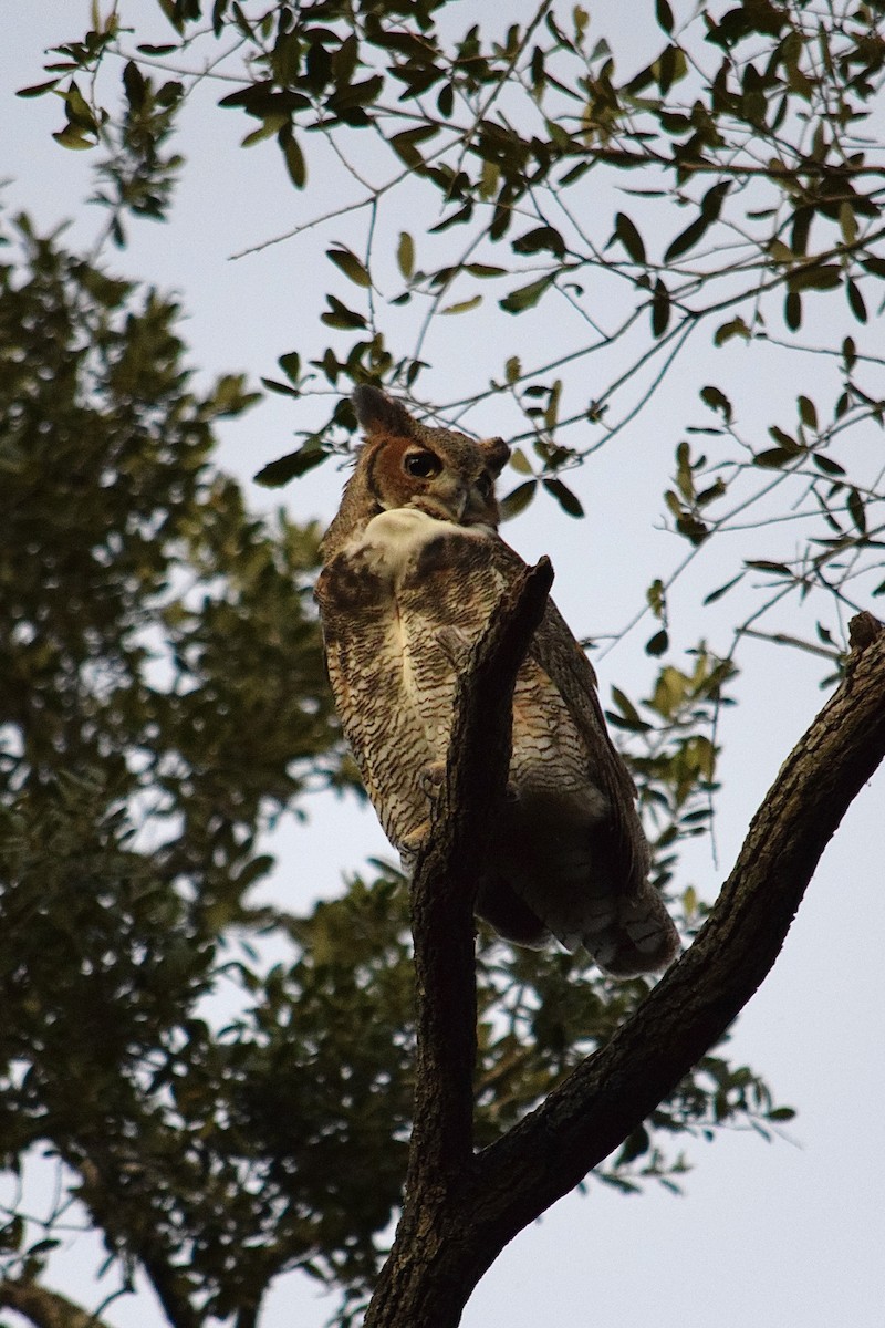 Great Horned Owl - ML644968047