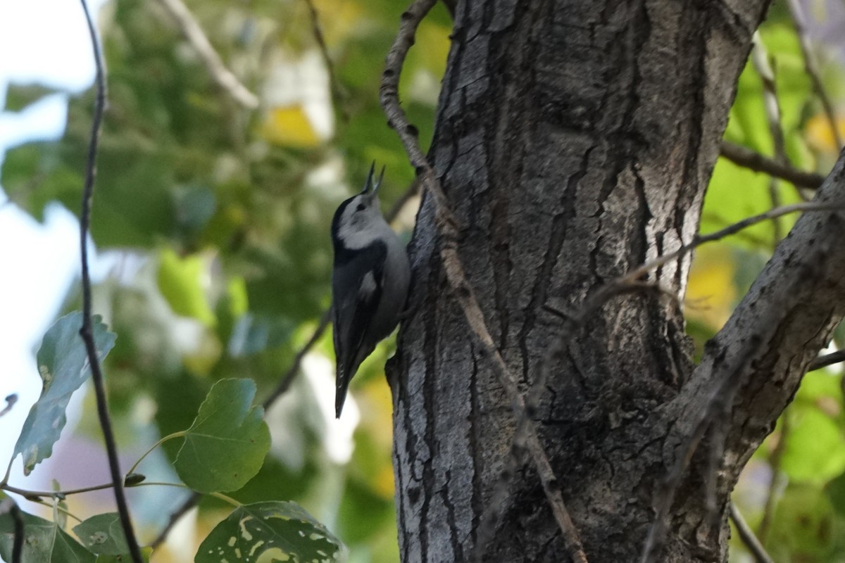 White-breasted Nuthatch - ML644968069