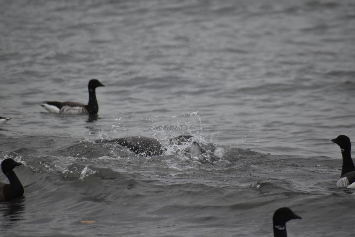 Brant (Pale-bellied) - ML644968087