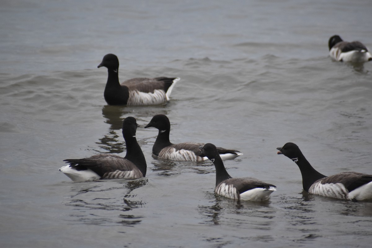 Brant (Pale-bellied) - ML644968089