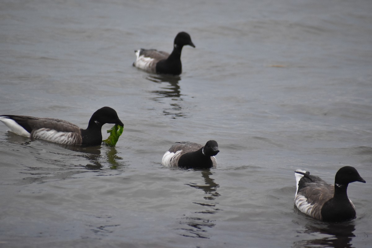 Brant (Pale-bellied) - ML644968090