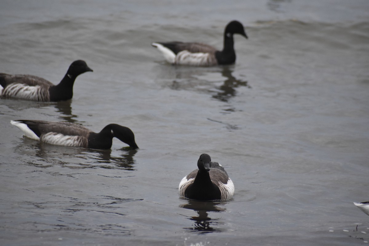 Brant (Pale-bellied) - ML644968091