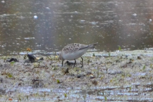Baird's Sandpiper - ML644968111