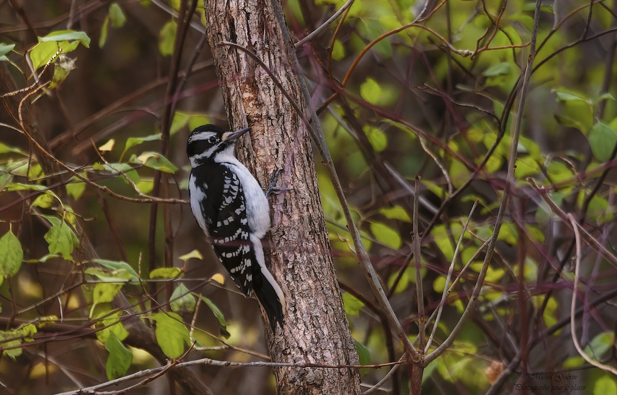 Hairy Woodpecker - ML644968134
