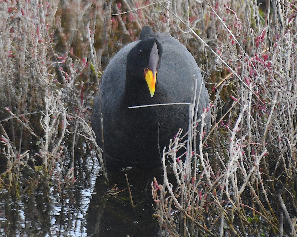 Red-fronted Coot - ML644968137